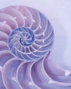 Cross section of a Nautilus shell in pastel colors