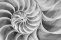 Cross section of a Nautilus shell in black and white Royalty Free Stock Photo