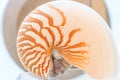 Nautilus Shell