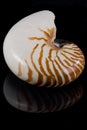 Nautilus Shell (Nautilus macromphalus)