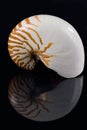 Nautilus shell & Reflection