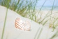 Nautilus shell on sand, beach grass Royalty Free Stock Photo