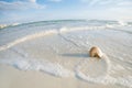 Nautilus shell on a sea ocean beach sand Royalty Free Stock Photo