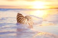 Nautilus shell in the sea , sunrise Royalty Free Stock Photo