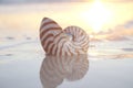 Nautilus shell in the sea , sunrise Royalty Free Stock Photo