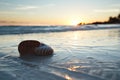 Nautilus shell in the sea , sunrise Royalty Free Stock Photo
