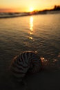 Nautilus shell in the sea , sunrise Royalty Free Stock Photo