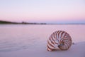 Nautilus shell in the sea , sunrise, dark pink light Royalty Free Stock Photo