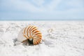 Nautilus shell with sea wave, Florida beach under the sun ligh