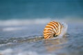 Nautilus shell with sea wave, Florida beach under the sun ligh