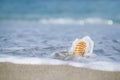 Nautilus shell with sea wave, Florida beach under the sun ligh Royalty Free Stock Photo