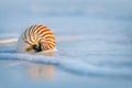 Nautilus shell with sea wave, Florida beach under the sun ligh Royalty Free Stock Photo