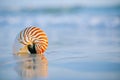 Nautilus shell with sea wave, Florida beach under the sun ligh Royalty Free Stock Photo