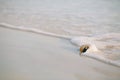 Nautilus shell with sea wave, Florida beach under the sun ligh Royalty Free Stock Photo