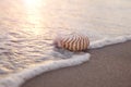 Nautilus shell in the sea wave and sunrise Royalty Free Stock Photo