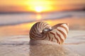 Nautilus shell in the sea wave sunrise, warm light Royalty Free Stock Photo