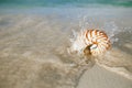 Nautilus shell sea waves, live action