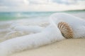 Nautilus shell in sea waves, live action