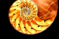 Nautilus shell section Royalty Free Stock Photo