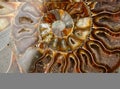 Nautilus shell section, Ammonite fossil shell art backdrop. Ancient macro abstract texture Background Royalty Free Stock Photo