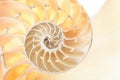 Nautilus shell section detail background Royalty Free Stock Photo