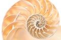 Nautilus shell section detail on white Royalty Free Stock Photo