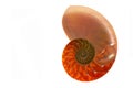 Nautilus shell section isollated on white background