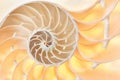 Nautilus shell section pattern background