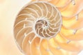 Nautilus shell section texture background Royalty Free Stock Photo
