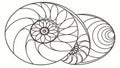 Nautilus Shell Spiral: A Beautiful Pattern of Natural Geometry, vector design Generative AI Royalty Free Stock Photo