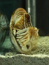 Nautilus shell swimming in acuarius Royalty Free Stock Photo