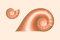 Nautilus shell symbol. Textured nautilus conch