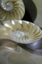 nautilus shell symmetry Fibonacci half cross section spiral golden ratio structure growth close up back lit mother of pearl close Royalty Free Stock Photo