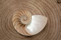 nautilus shell on wood background and snake skin Royalty Free Stock Photo