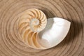 nautilus shell on wood background and snake skin Royalty Free Stock Photo