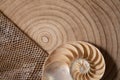 nautilus shell on wood background and snake skin Royalty Free Stock Photo