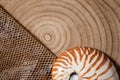nautilus shell on wood background and snake skin Royalty Free Stock Photo