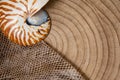 nautilus shell on wood background and snake skin Royalty Free Stock Photo