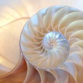 Nautilus shell symmetry Fibonacci half cross section spiral golden ratio structure growth close up back lit mother of pearl close Royalty Free Stock Photo