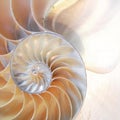 Nautilus shell symmetry Fibonacci half cross section spiral golden ratio mother of pearl stock, photo, photograph, image, picture