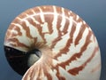 Nautilus shell symmetry Fibonacci half cross section spiral golden ratio structure growth close up back lit mother of pearl close Royalty Free Stock Photo