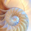 Nautilus shell symmetry Fibonacci half cross section spiral golden ratio structure growth close up back lit mother of pearl close Royalty Free Stock Photo