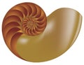 Nautilus shell vector Royalty Free Stock Photo