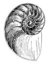 Nautilus Shell, vintage illustration Royalty Free Stock Photo