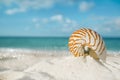 Nautilus shell on white beach sand, against sea waves Royalty Free Stock Photo