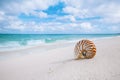 Nautilus shell on white beach sand, against sea waves Royalty Free Stock Photo