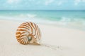 Nautilus shell on white beach sand, against sea waves Royalty Free Stock Photo