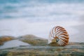 Nautilus shell on white beach sand, against sea waves Royalty Free Stock Photo