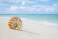 Nautilus shell on white beach sand, against sea waves Royalty Free Stock Photo