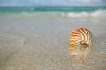 Nautilus shell on white beach sand, against sea waves Royalty Free Stock Photo